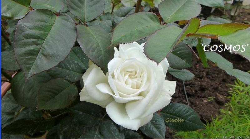 'Cosmos ® (hybrid tea, Combe/Meilland, 1994)' rose photo