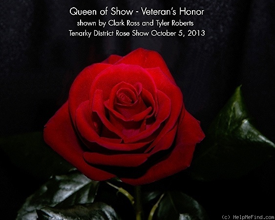 'Veterans' Honor®' rose photo