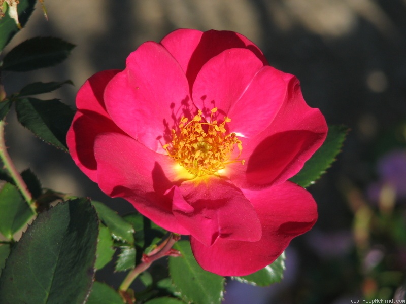 'Jill Dando' rose photo