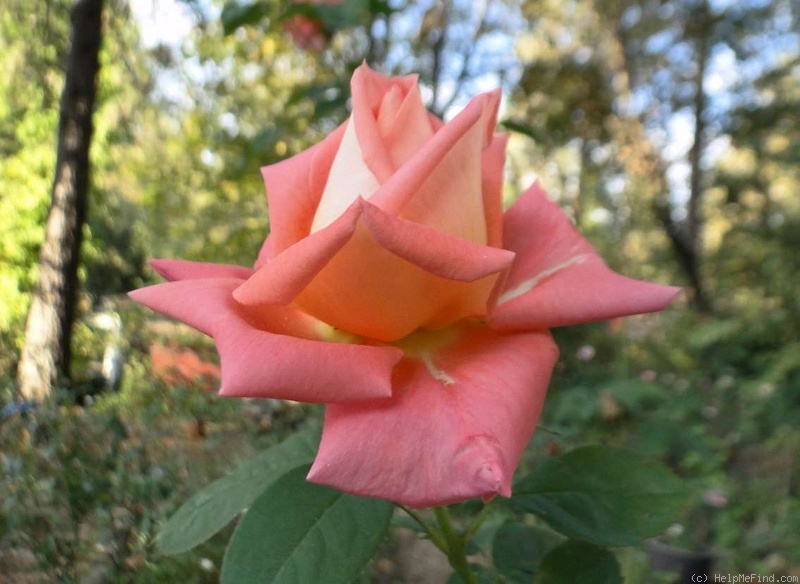 'Boulie's Dream™' rose photo