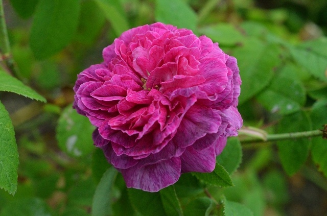 'Agatha Fatima' rose photo
