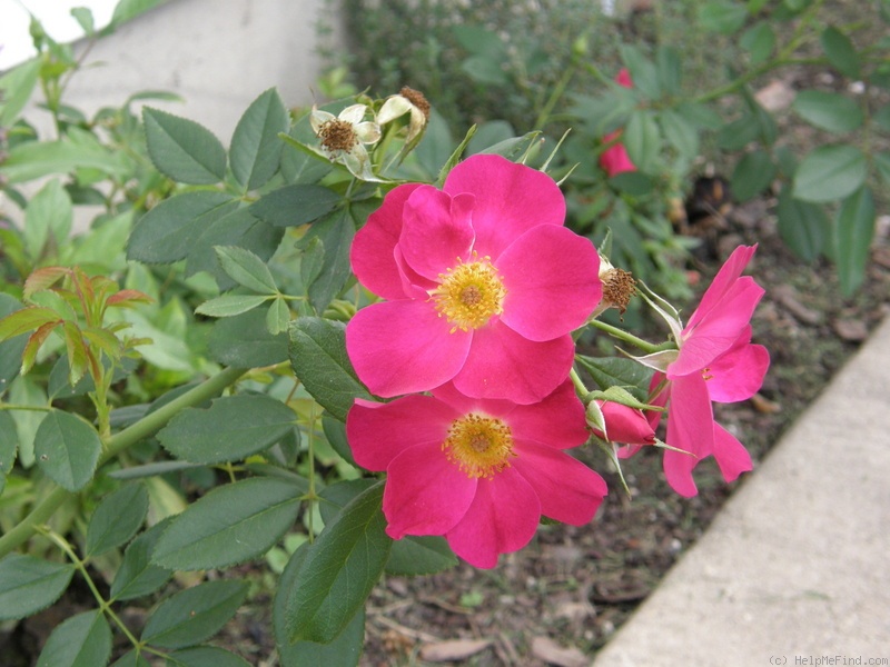 'Gina's Rose™ (Shrub, Moore, 2006)' rose photo