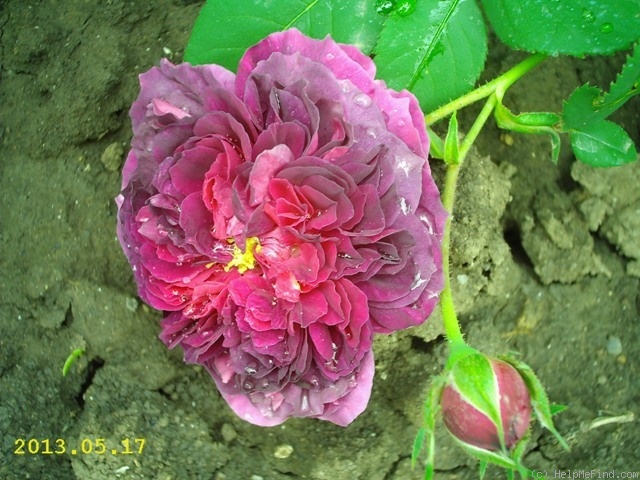 'Erinnerung an Brod' rose photo