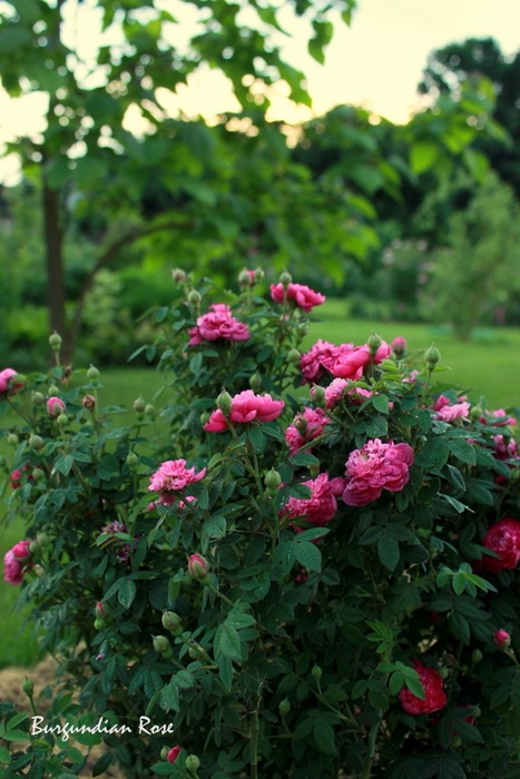 'Burgundian Rose' rose photo