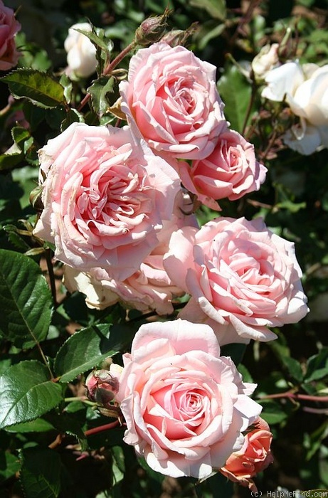 'Pink Lipstick' rose photo