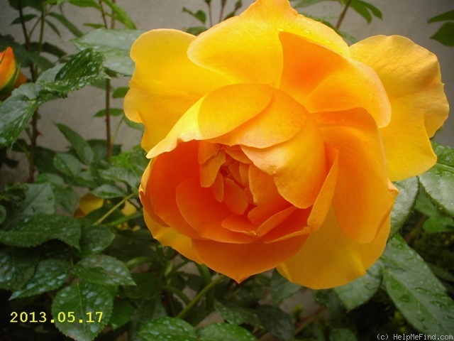 'Pat Austin ™' rose photo