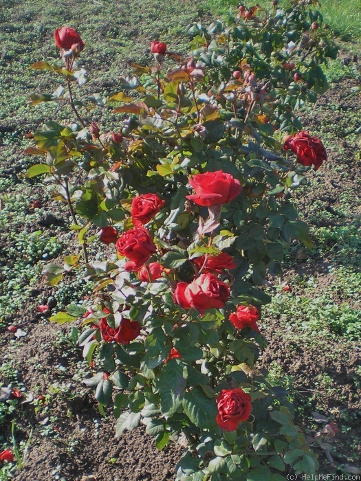 'Mandrina' rose photo