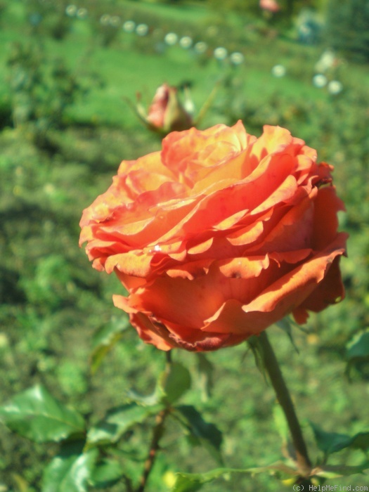 'Angelique ® (hybrid tea, Kordes, 1980)' rose photo