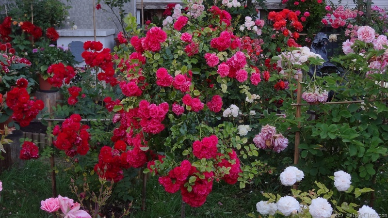 'Toscana (shrub, Kordes, 1999)' rose photo