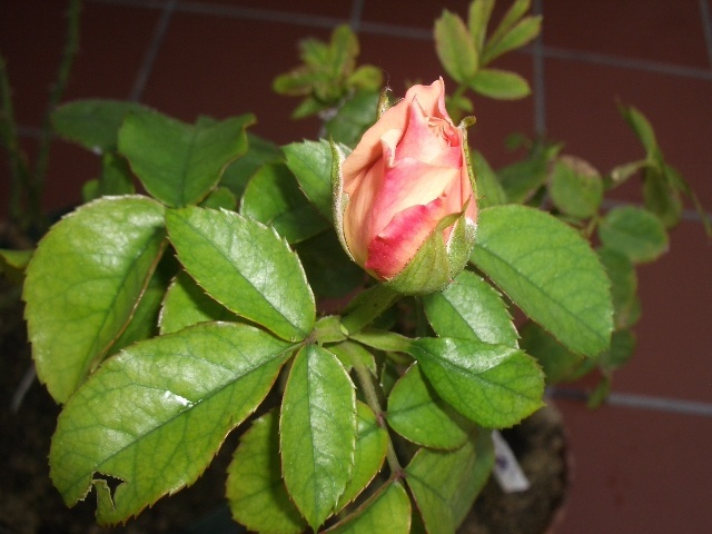 'Knysna' rose photo