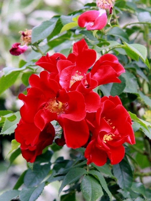 'ORAmicnov' rose photo