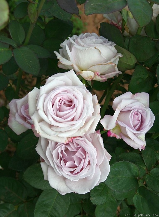 'Lilac Jewel' rose photo