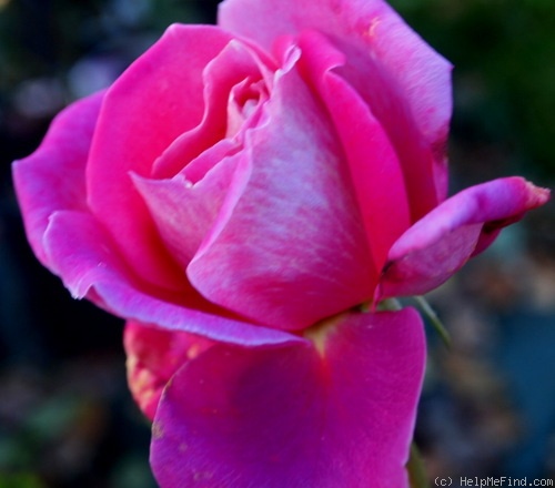 'Klimentina' rose photo