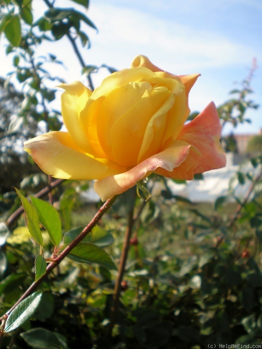 'Sutter's Gold, Cl.' rose photo