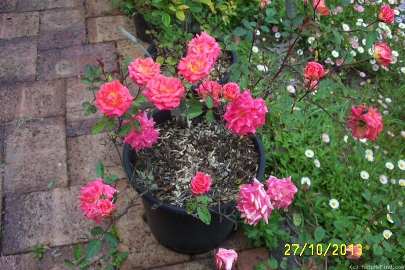 'Mary Marshall' rose photo