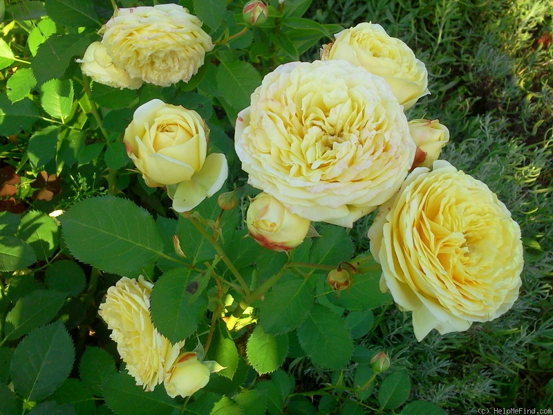 'Casteu Gombert ®' rose photo