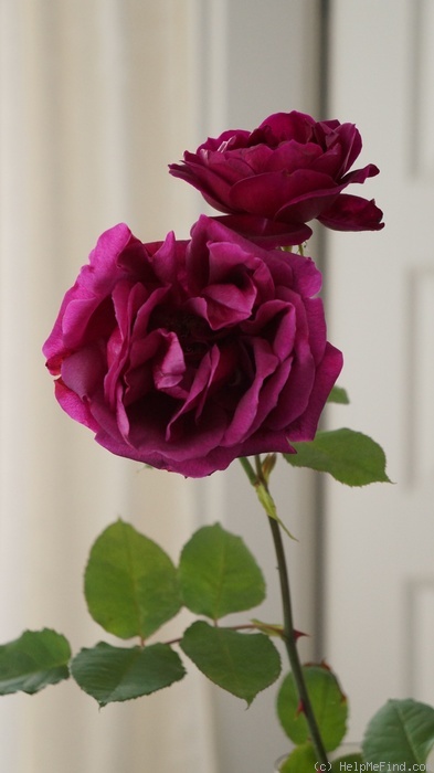 'Sir David Davies' rose photo