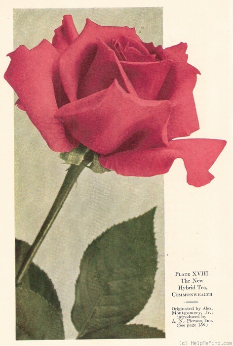 'Commonwealth (hybrid tea, Montgomery, 1923)' rose photo