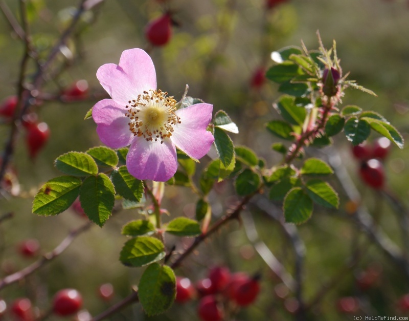 'R. rubiginosa' rose photo