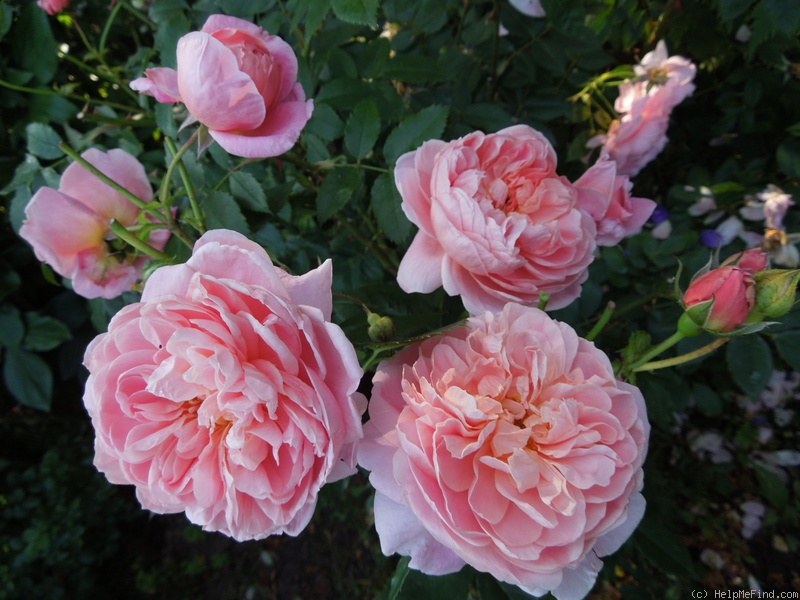 'Colette (climber, Meilland, 1994)' rose photo