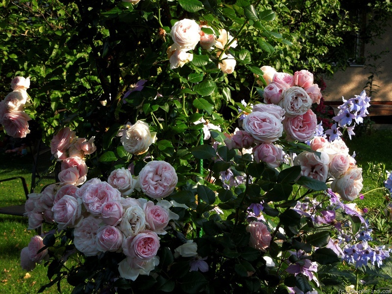 'Giardina (climber, Evers/Tantau, 1997/2008)' rose photo