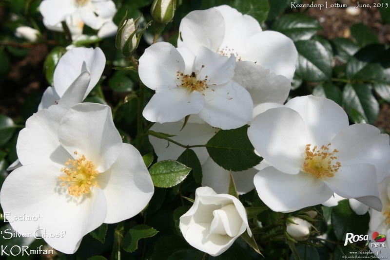 'Escimo ® (shrub, Kordes, 1991/2006)' rose photo