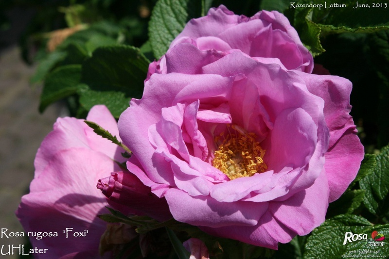'<i>Rosa rugosa</i> 'Foxi'' rose photo