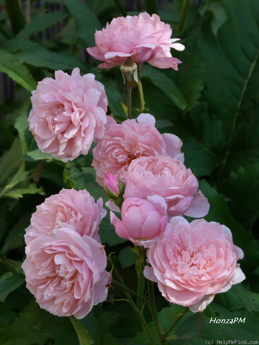 'The Alnwick Rose' rose photo