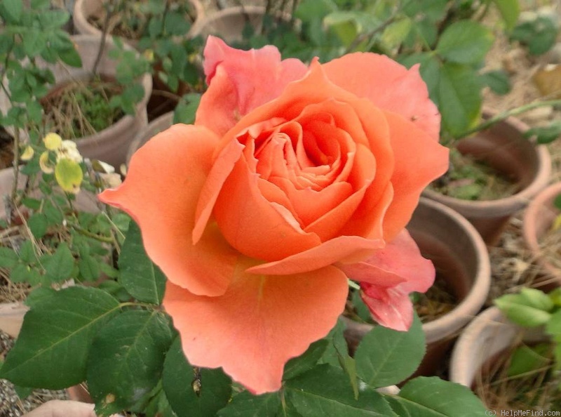 'Courtoise' rose photo