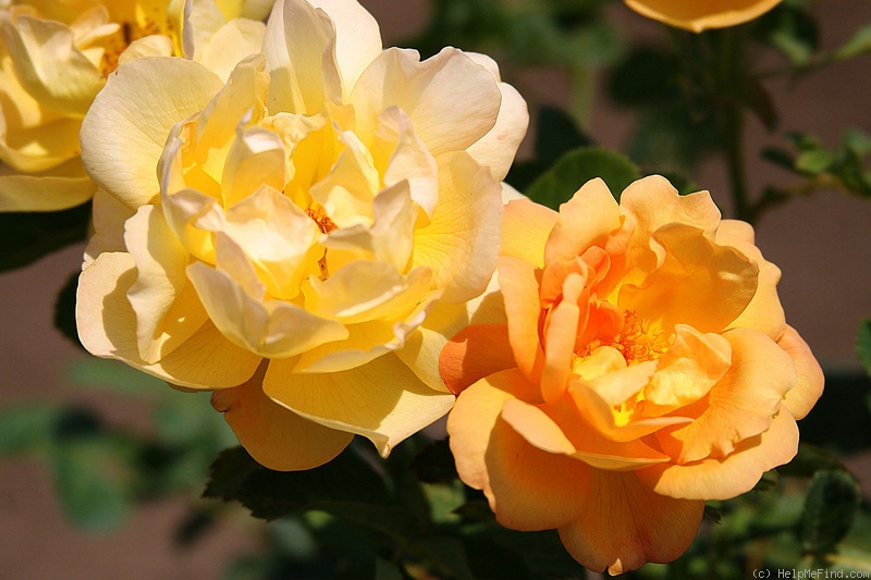 'Saffron Summer' rose photo