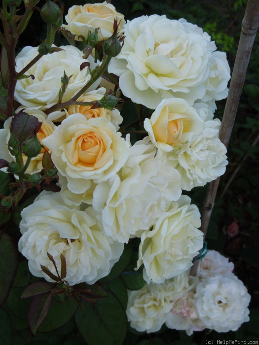 'Manuel Canovas ®' rose photo