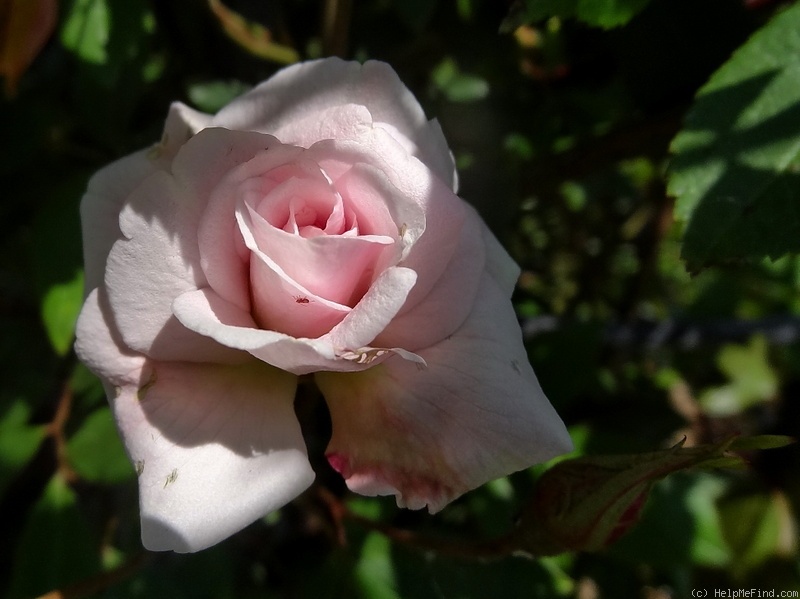 'Cécile Brunner, Cl. (cl. polyantha, Hosp, 1894)' rose photo