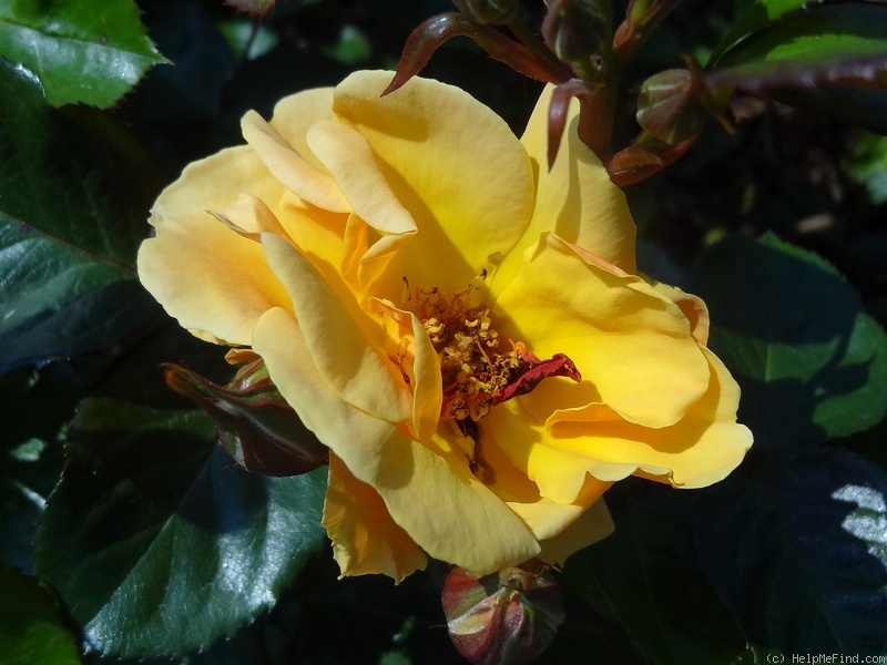 'Varenna Allen' rose photo