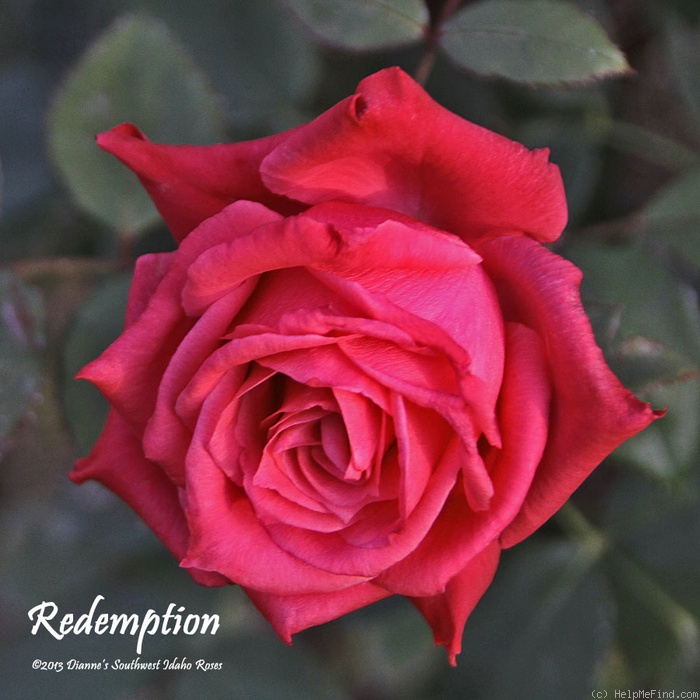 'Redemption' rose photo