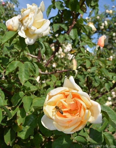 'Duchess of Wellington' rose photo