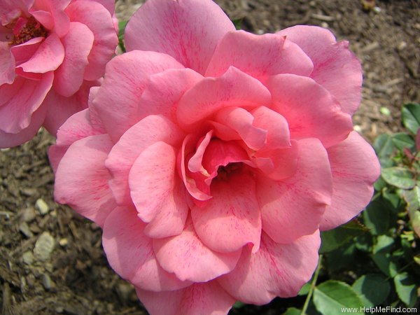 'Malaguena' rose photo