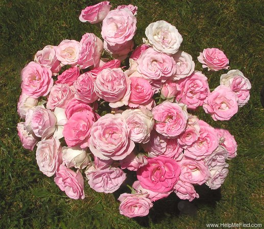 'Shades of Pink ®' rose photo