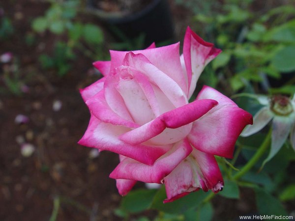 'Standing Ovation ™' rose photo