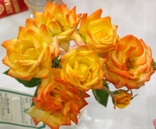 'Dee Bennett ™' rose photo