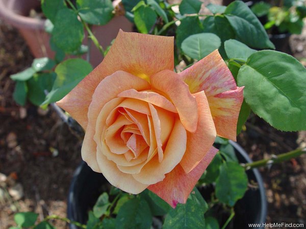 'Diorama' rose photo