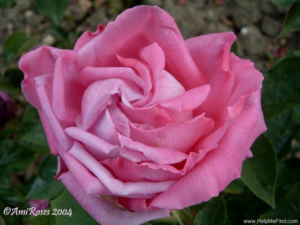 'Souvenir de la Reine d'Angleterre (hybrid perpetual, Cochet, 1855)' rose photo