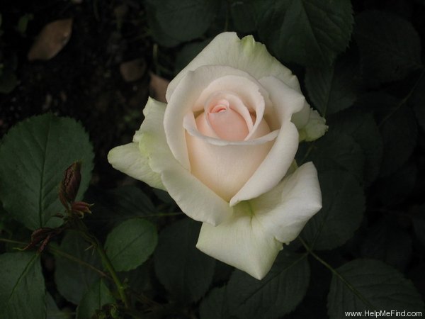 'Renaissance (hybrid tea, Harkness, 1994)' rose photo