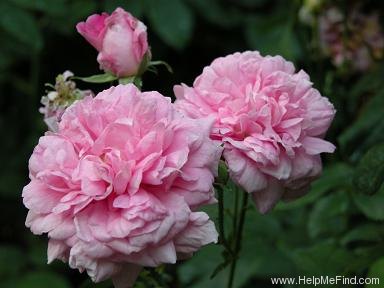 'Ispahan (damask, Unknown, before 1827)' rose photo