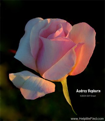 'Audrey Hepburn' rose photo