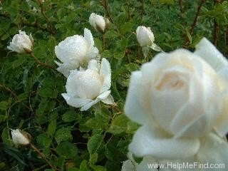 'Out of Yesteryear' rose photo