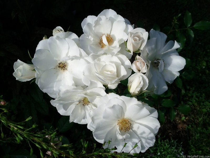 'Iceberg (floribunda, Kordes 1958)' rose photo