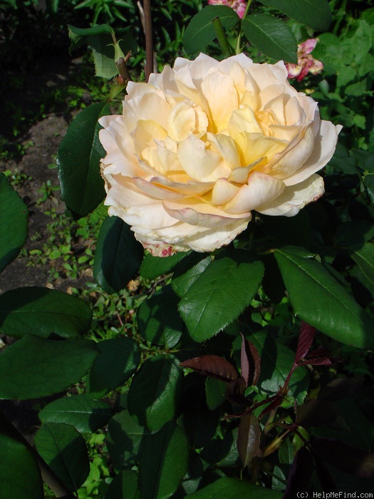'Casanova (hybrid tea, McGredy, 1957)' rose photo