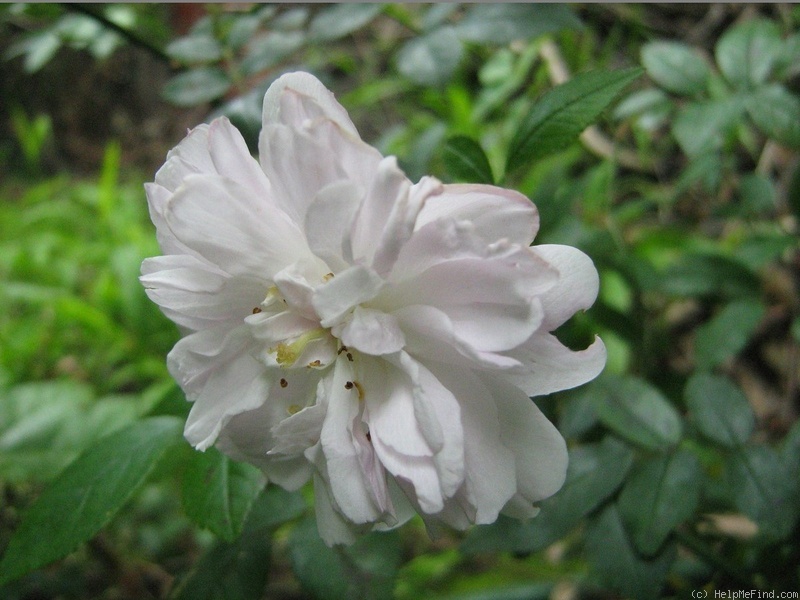 'Paul's Himalayan Musk Rambler' rose photo