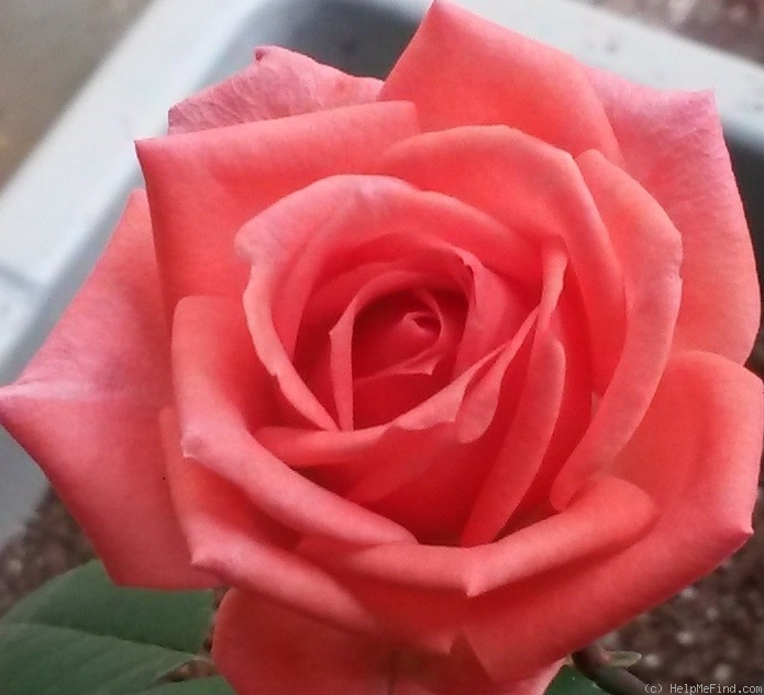'Betsy' rose photo