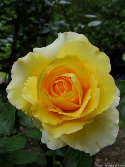 'Sommergold ®' rose photo